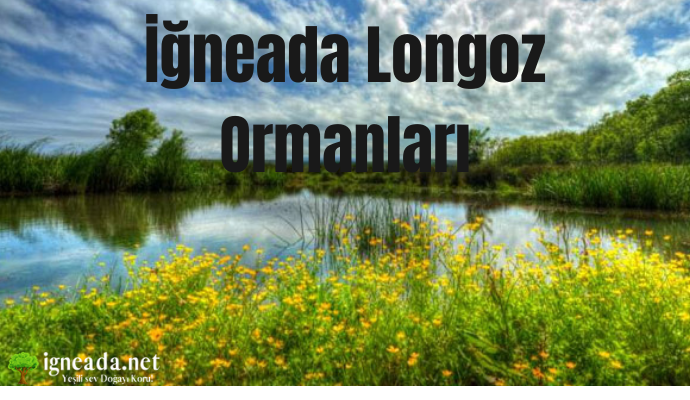 İğneada Longoz Ormanları: Neden Bu Gizli Cenneti Keşfetmelisiniz?